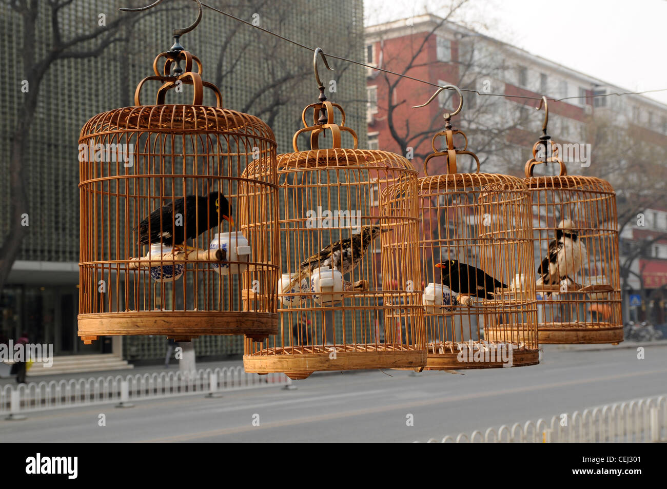 Song birds in bamboo cages, Beijing, China Stock Photo