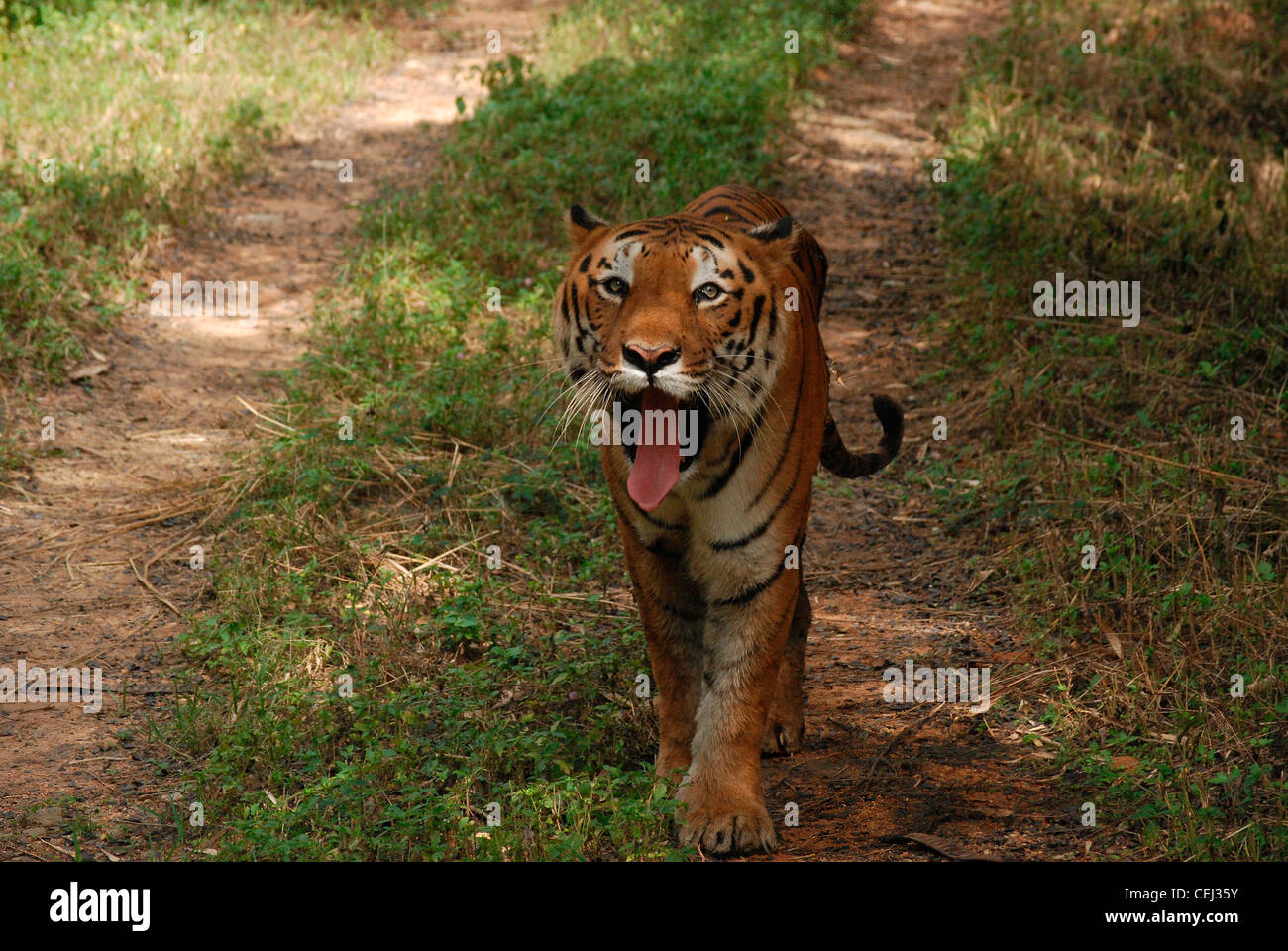 tiger yawn; wild life sanctuary,india. royal bengal tiger is the national animal of india Stock Photo - Alamy tiger yawn; wild life sanctuary,india. royal bengal tiger is the national animal of india Stock Photo - Alamy