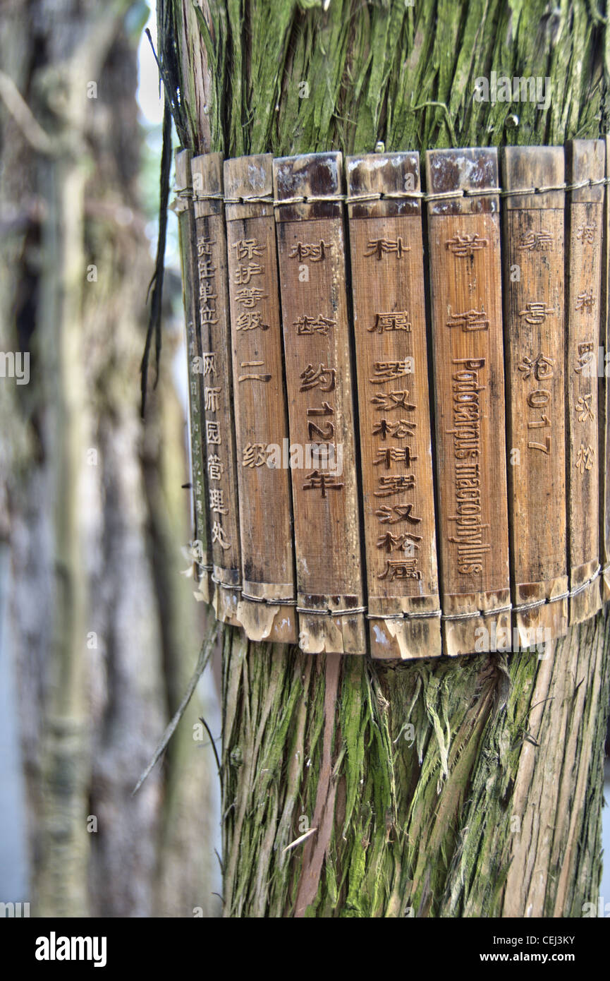 Label on the trunk of an old  Podocarpus macrophyllus (Kusamaki or Inumaki) tree - Suzhou, China Stock Photo