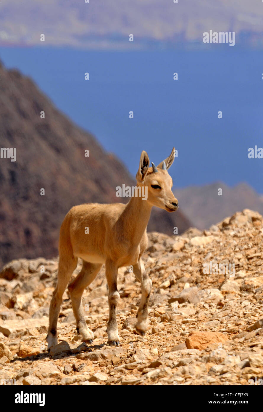 Ibex desert mountain goat hi-res stock photography and images - Alamy