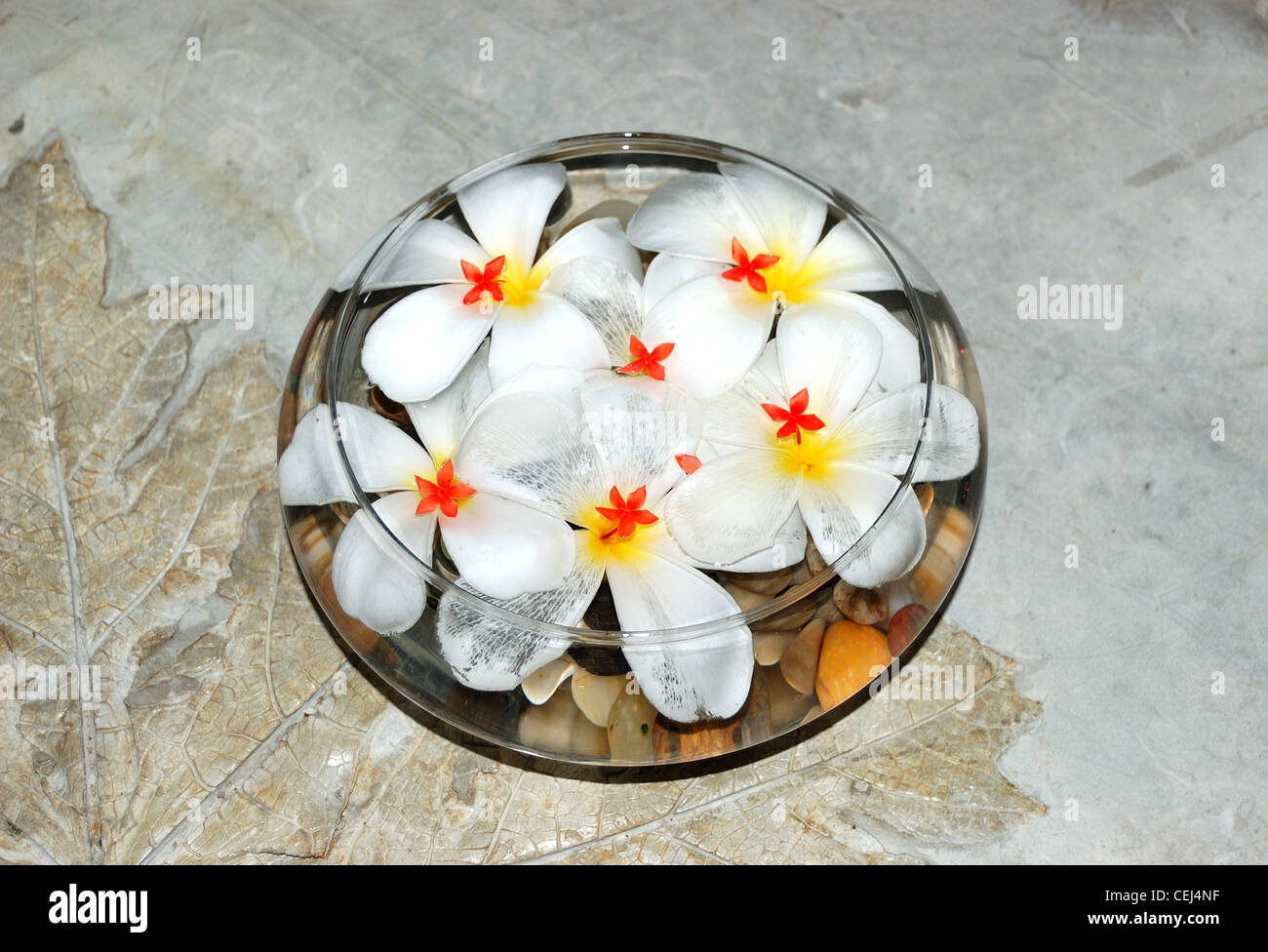 Jasmin flowers as SPA decoration, Bentota, Sri Lanka Stock Photo Alamy