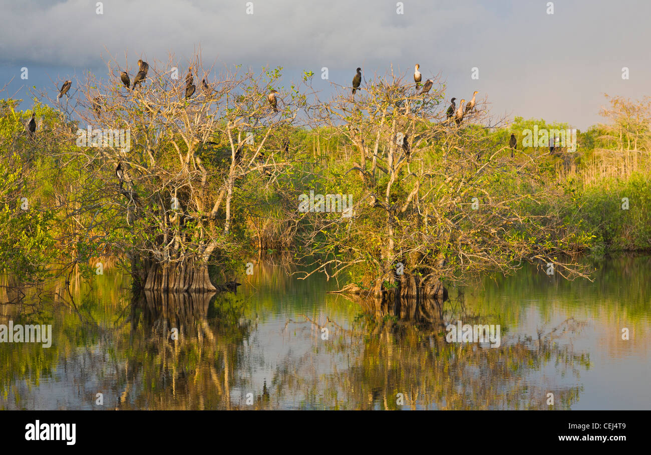 Late afternoon sunlight on birds in trees on the Anhinga Trail in the Royal Palm area of Everglades National Park Florida Stock Photo