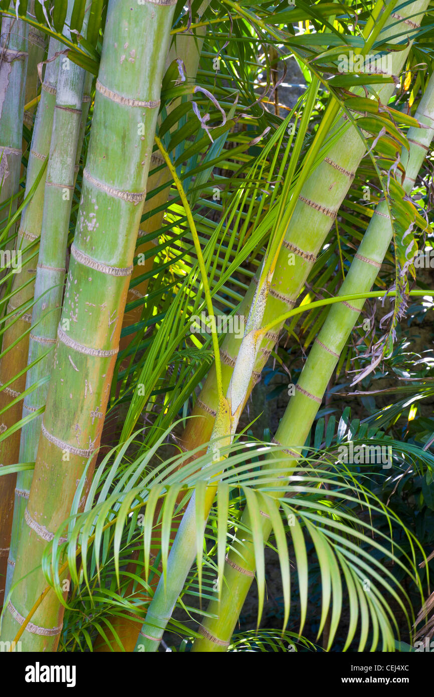 Closeup of green Bamboo stalks Stock Photo
