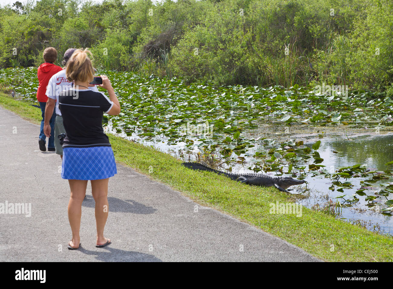 People watching Alligator in the Shark Valley section the Everglades National Park Florida Stock Photo