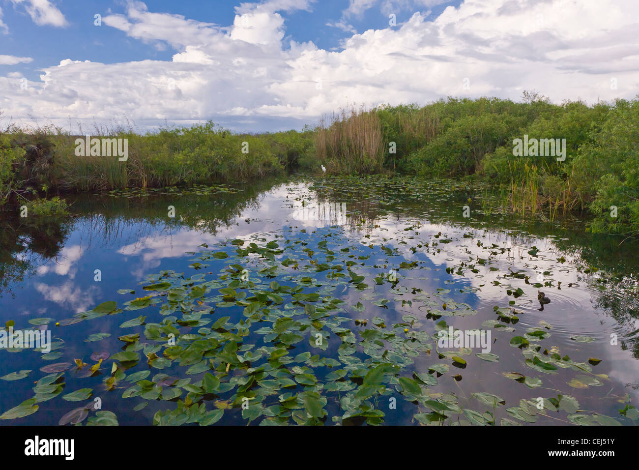 Anhinga Trail in the Royal Palm section of the Everglades National Park Florida Stock Photo