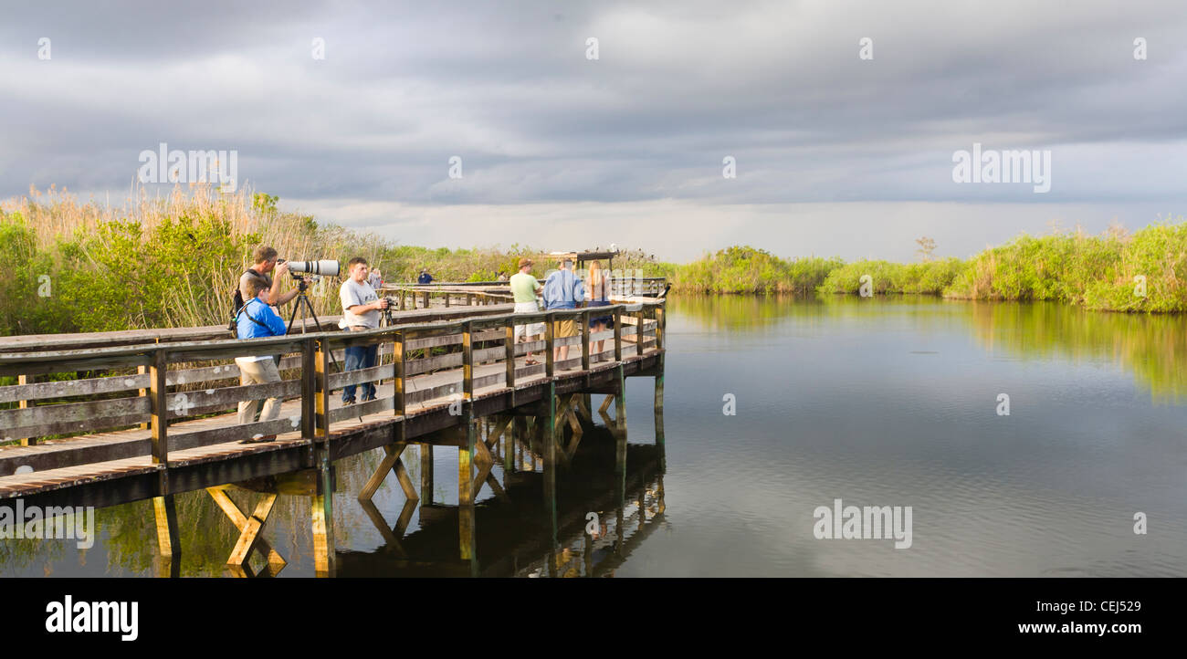 Anhinga Trail in the Royal Palm section of the Everglades National Park Florida Stock Photo