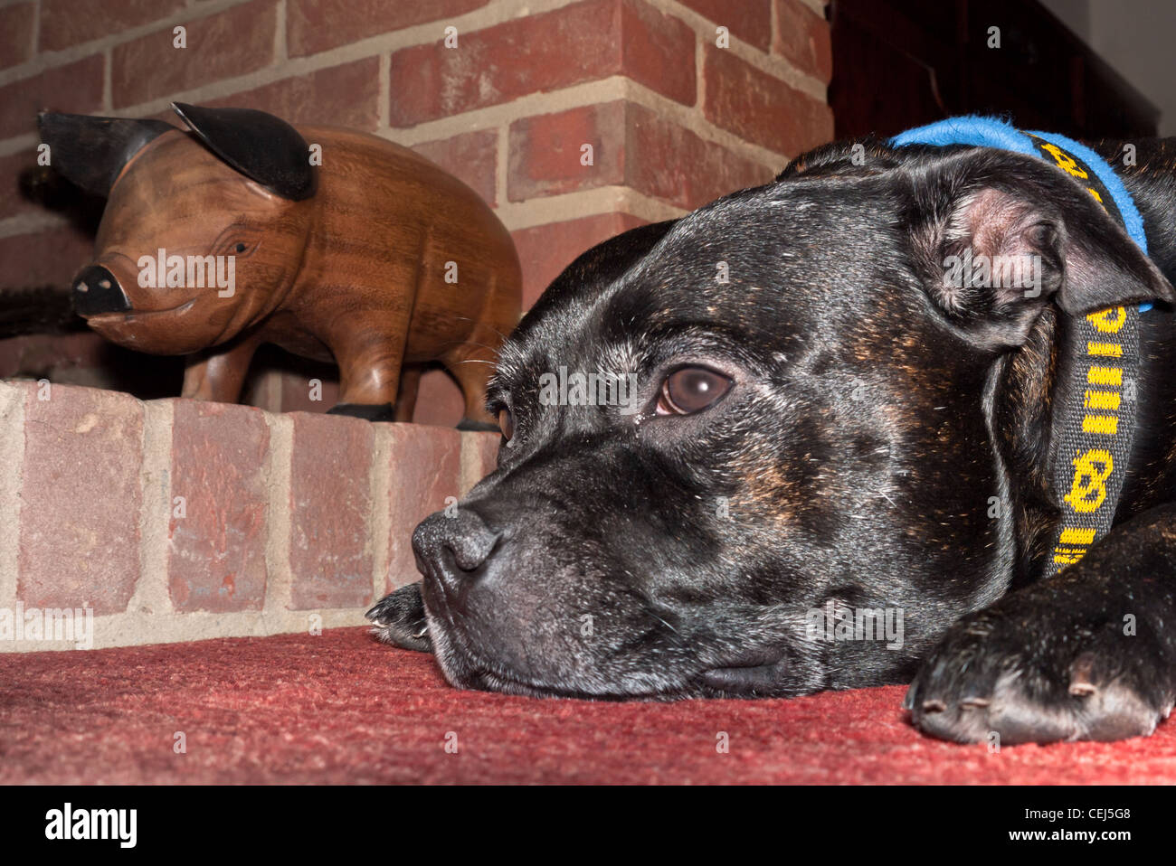 Staffordshire Bull Terrier and wooden pig both looking the same way. Stock Photo
