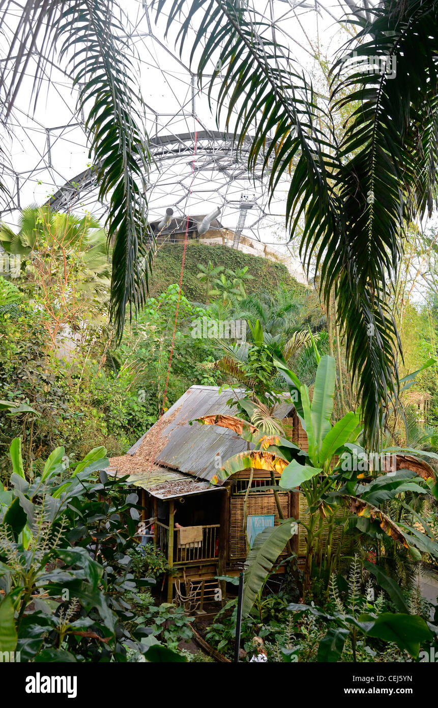 A view in the tropical rain forest biome at The Eden Project in Cornwall, UK Stock Photo