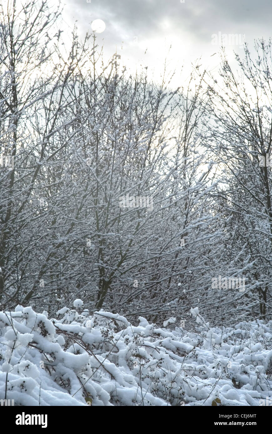 Snow covered trees in south London UK Stock Photo