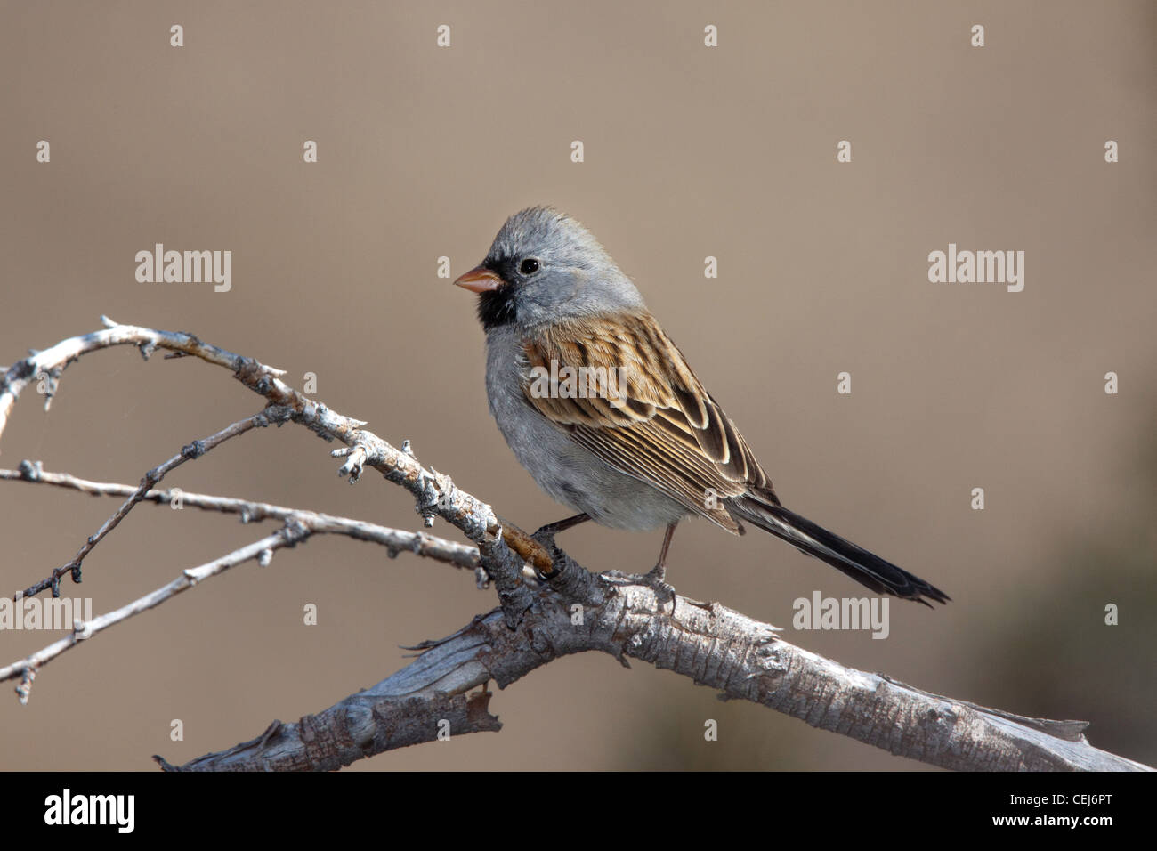 Blackchinned Sparrow Spizella atrogularis Santa Catalina Mountains