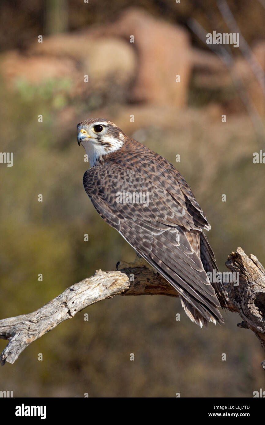 Prairie Falcon – Sonoran Images