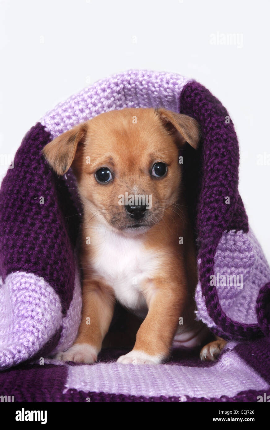 Chihuahua Wrapped In Blanket High Resolution Stock Photography and
