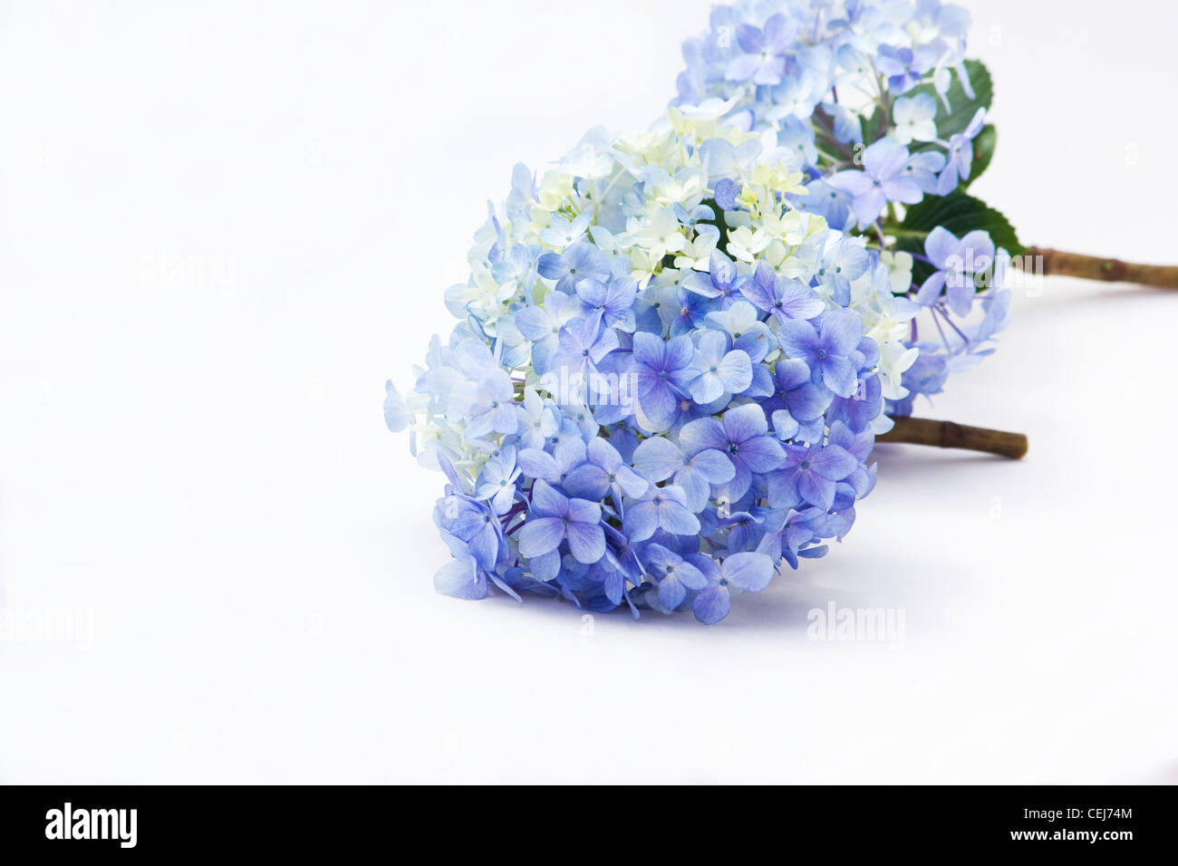 Blue hydrangeas on white background Stock Photo - Alamy