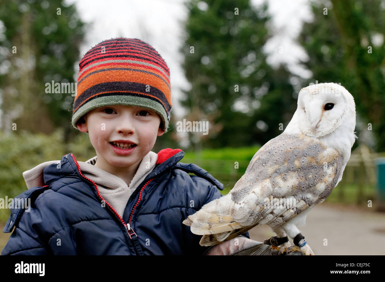A young boy holding a Barn Owl on his wrist Stock Photo