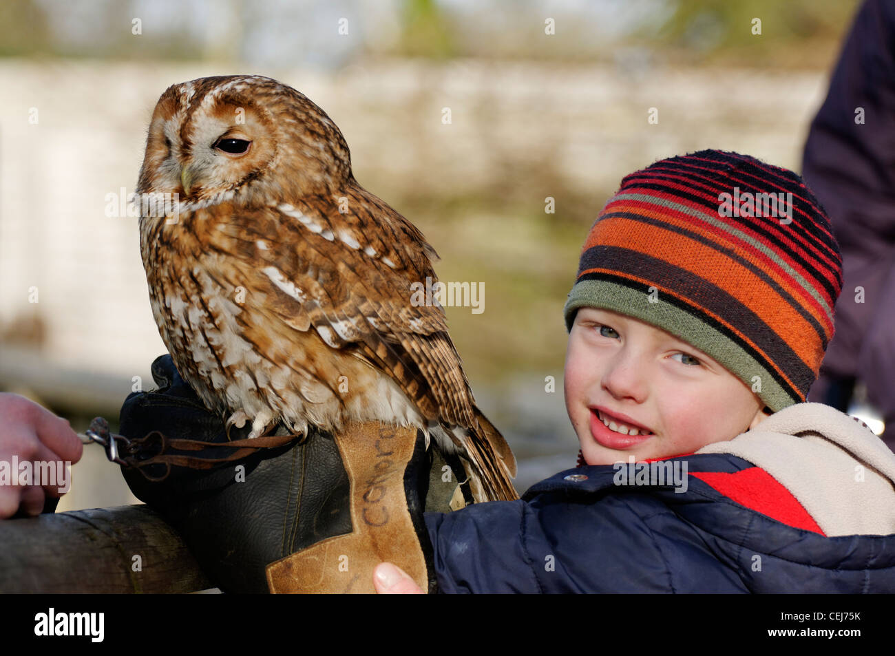 A young boy holding a Tawny Owl on his wrist Stock Photo