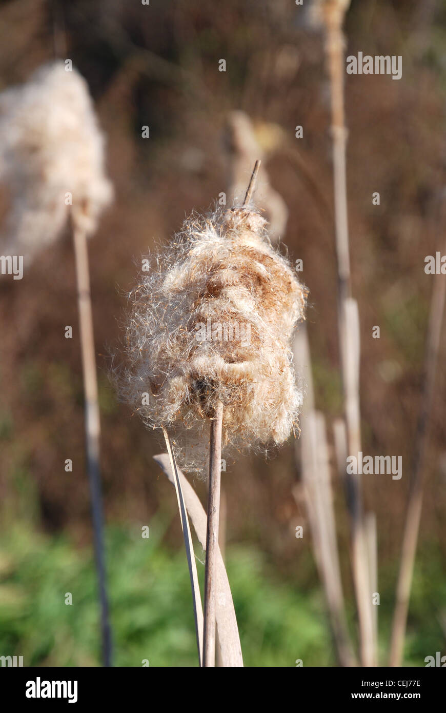 Puffy cattails hi-res stock photography and images - Alamy