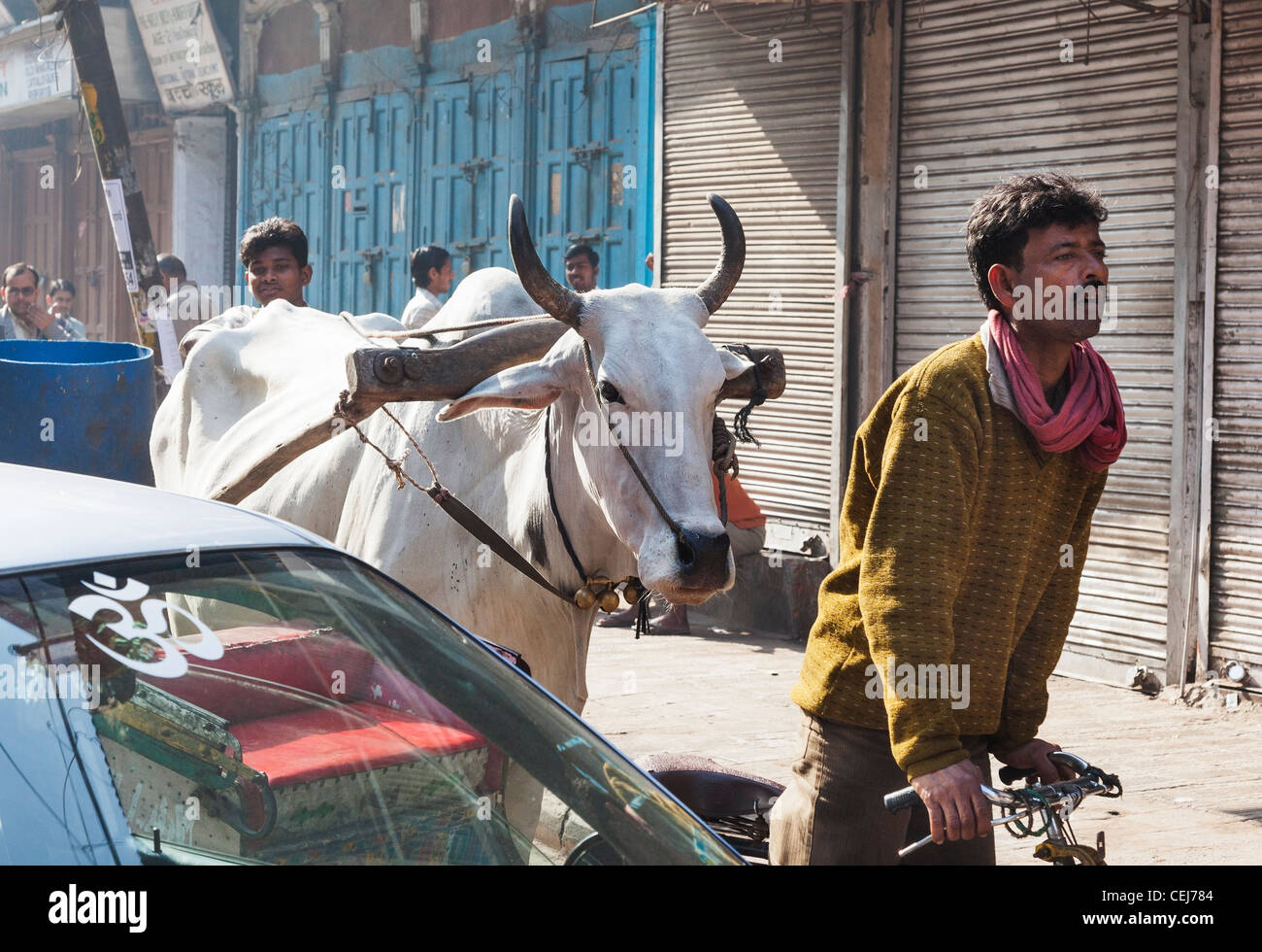 Street life in Old Delhi, India, with sacred bullock and yoke and man cycling on a bicycle rickshaw Stock Photo