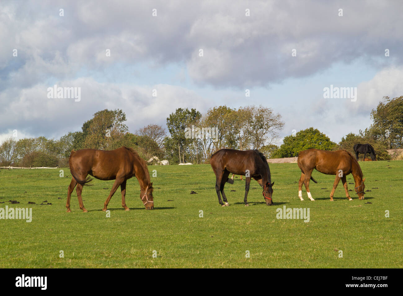 Horses eating grass in field, Louella Stud, Bardon Hill, Leicestershire, England Stock Photo