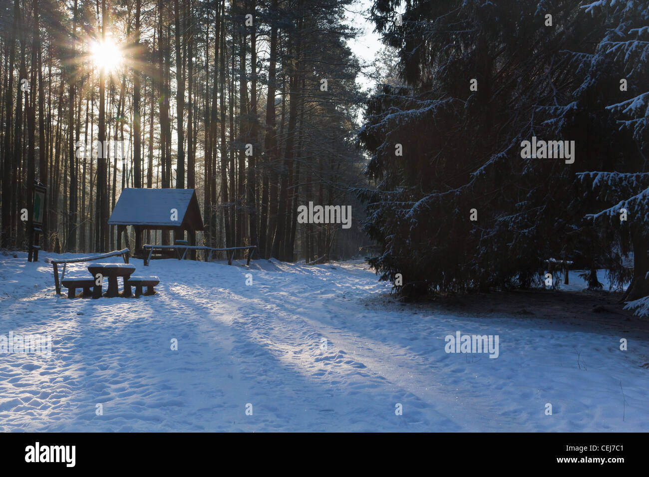 Road in the forest at winter Stock Photo - Alamy