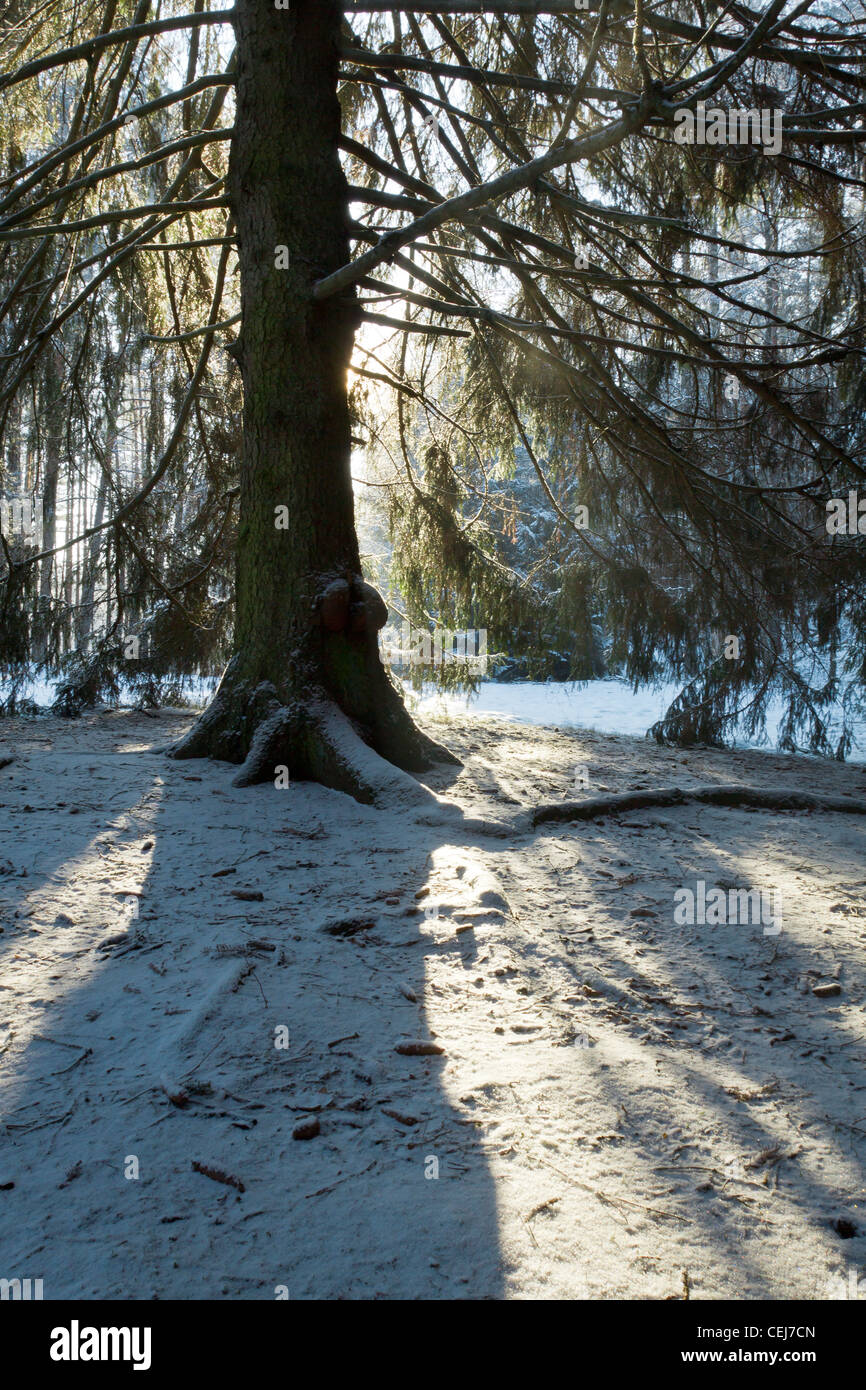 Silhouette of the tree at winter in forest Stock Photo - Alamy