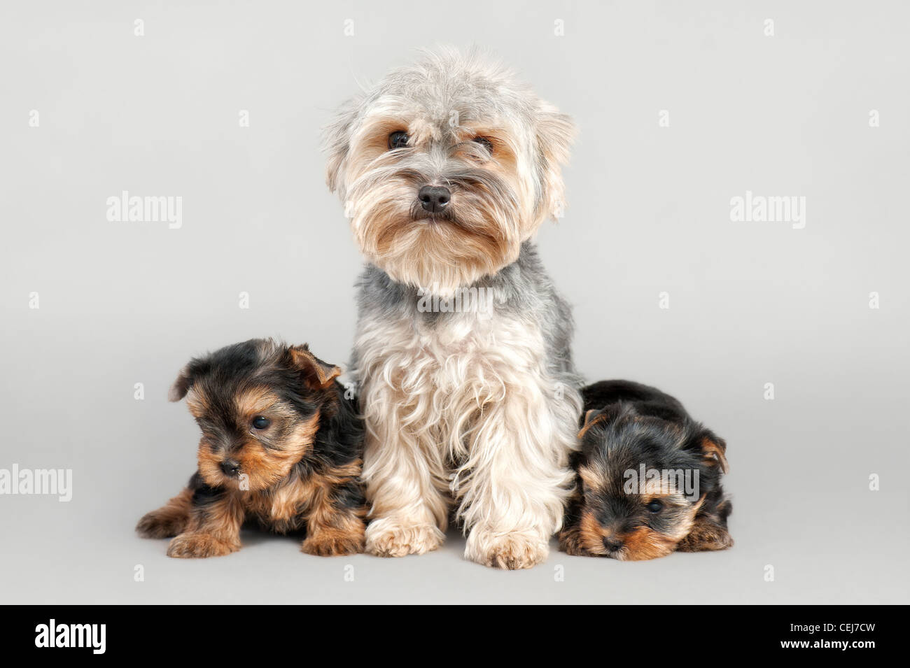 How Long Should Yorkie Puppies Stay With Mother