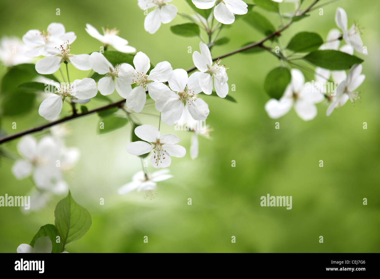 Blooming branch of plum tree Stock Photo