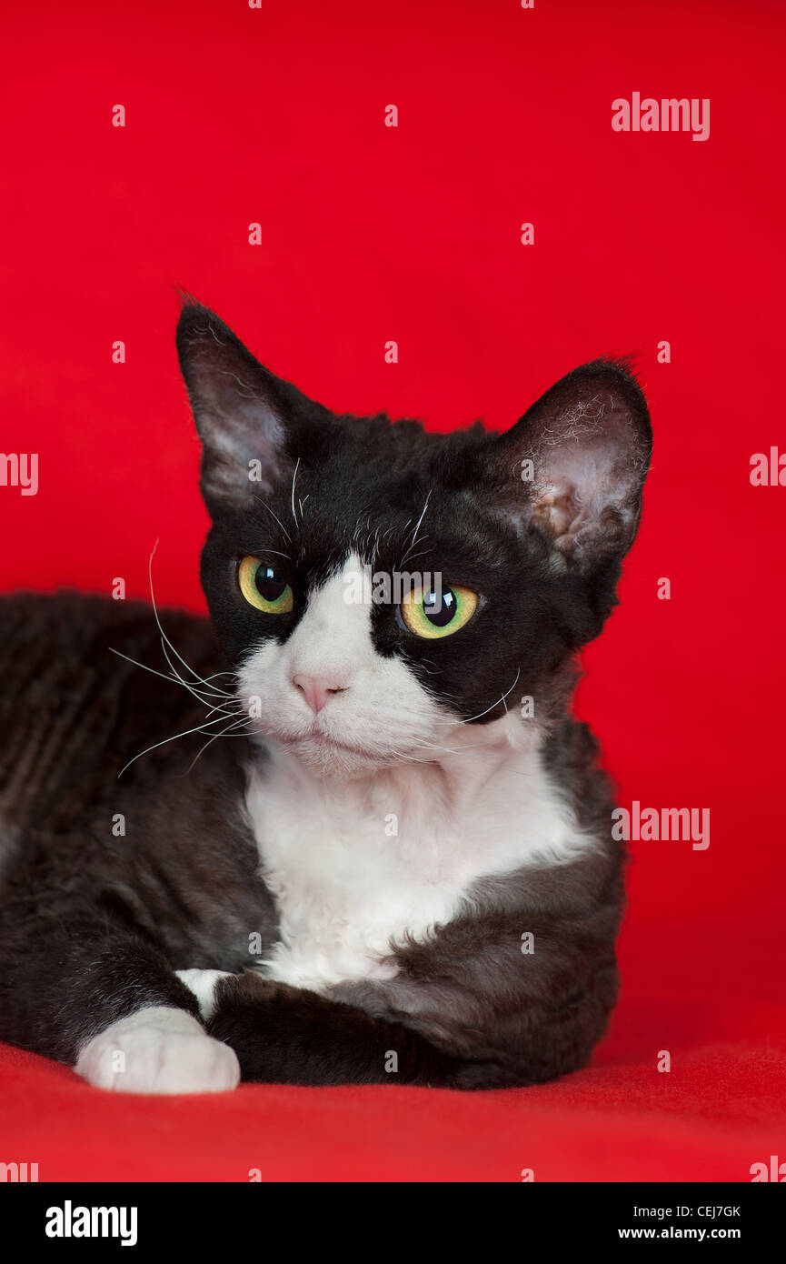 Devon rex meow hires stock photography and images Alamy