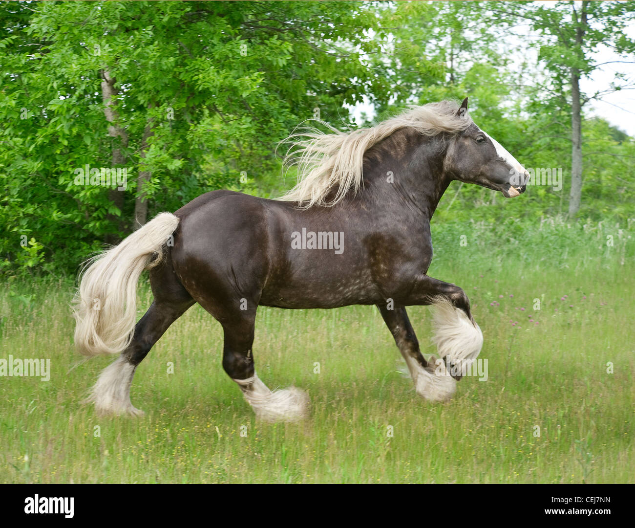 Gypsy Vanner Horse stallion Stock Photo