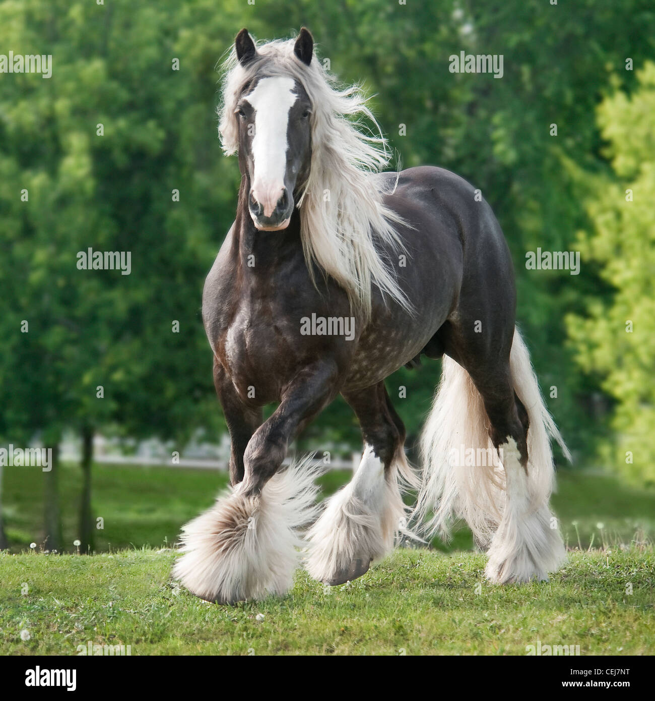 Gypsy Vanner Horse stallion Stock Photo