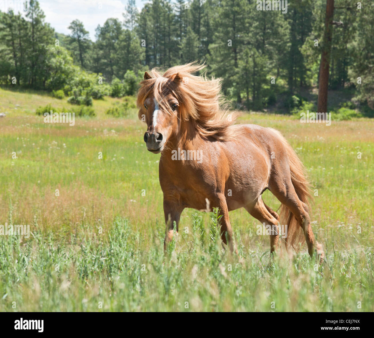 Miniature Horse stallion Stock Photo