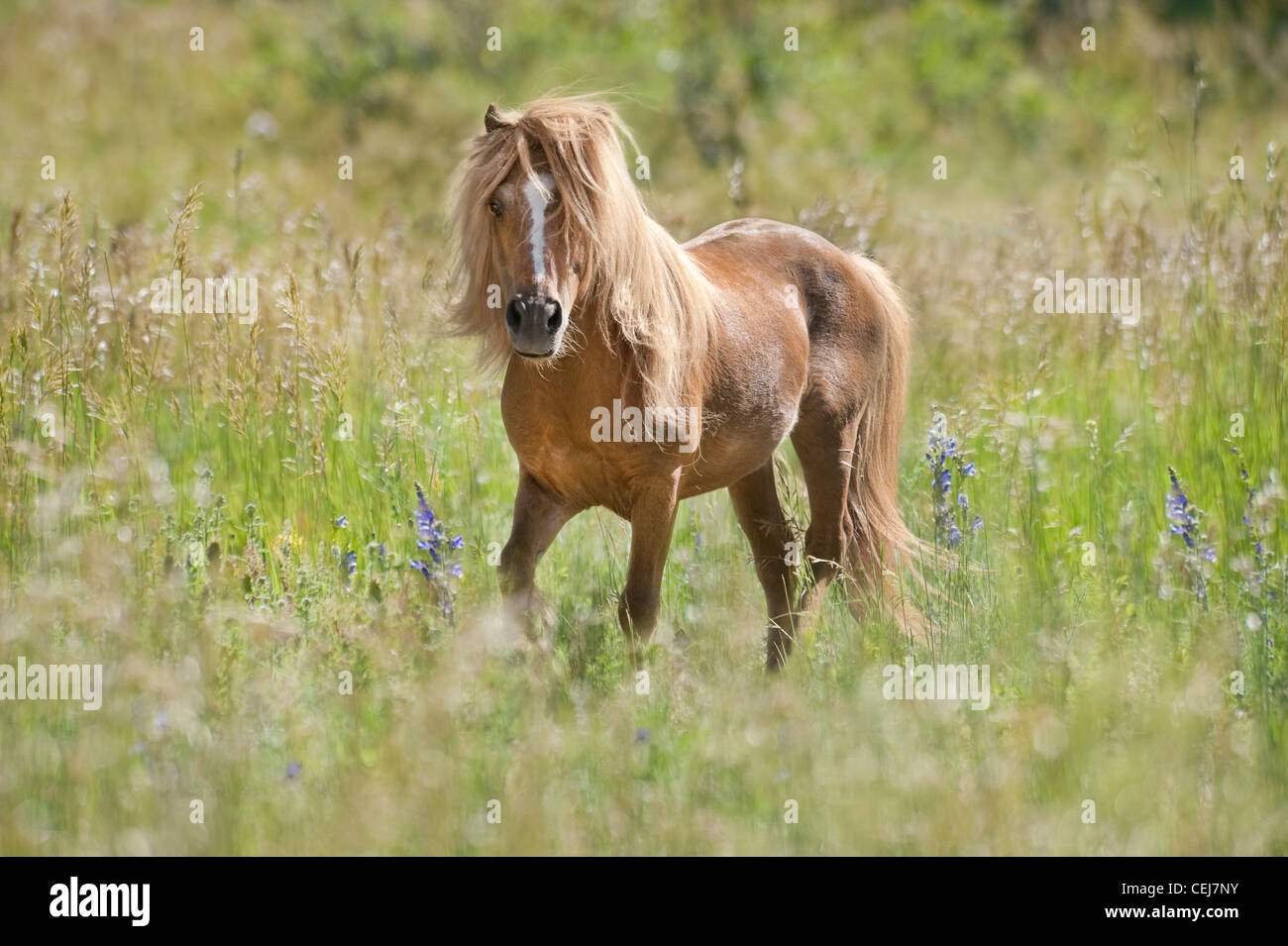Miniature Horse stallion Stock Photo