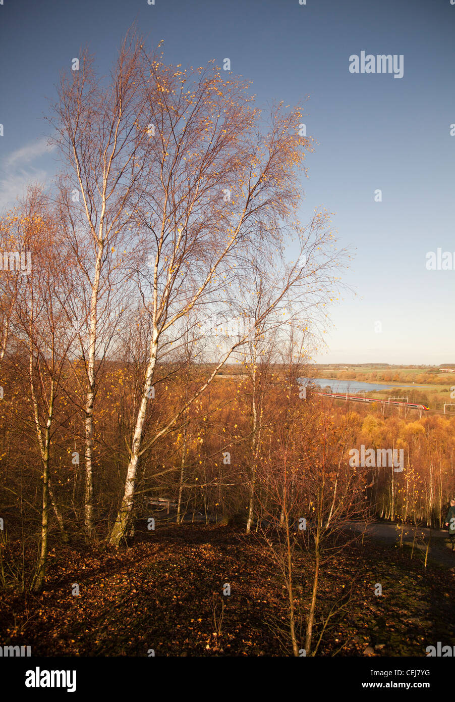 Autumn trees Pooley Hall country park, Polesworth, Warwickshire Stock Photo