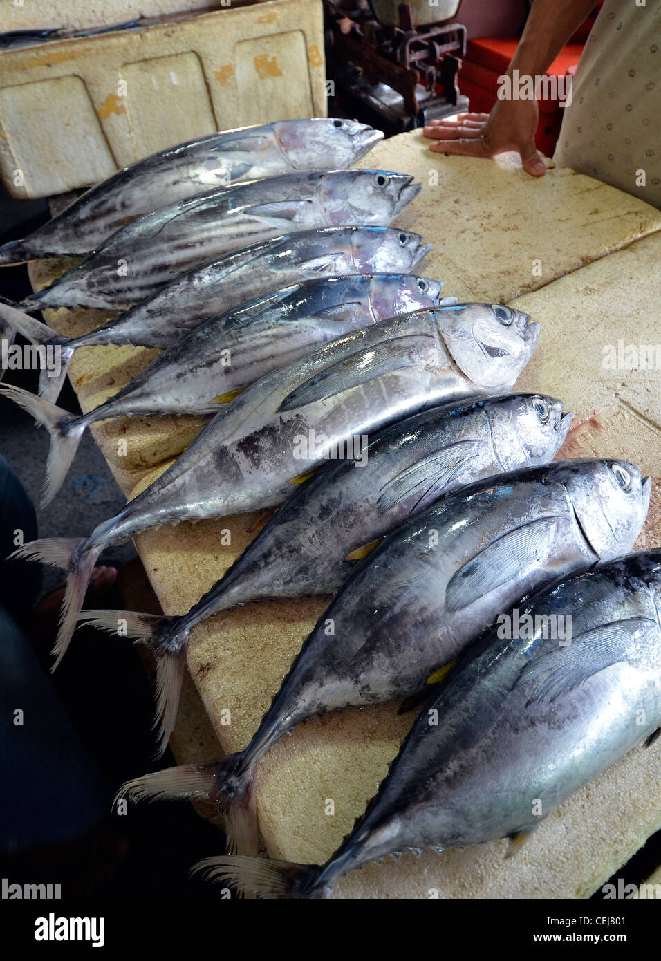 Fresh fish for sale at Jimbaran local fish market, near Kuta, Bali