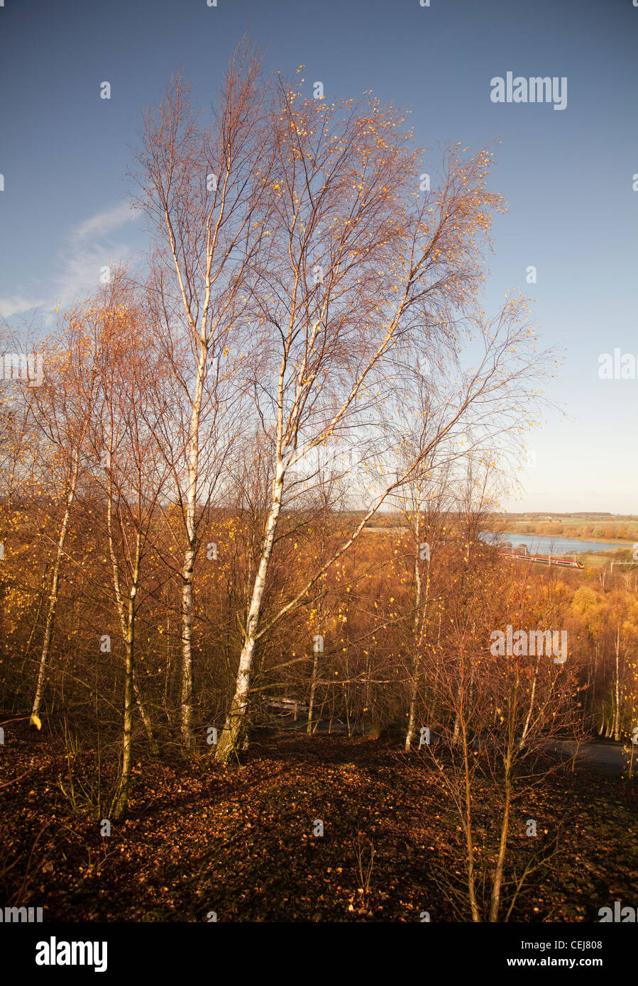 Autumn trees Pooley Hall country park, Polesworth, Warwickshire Stock Photo