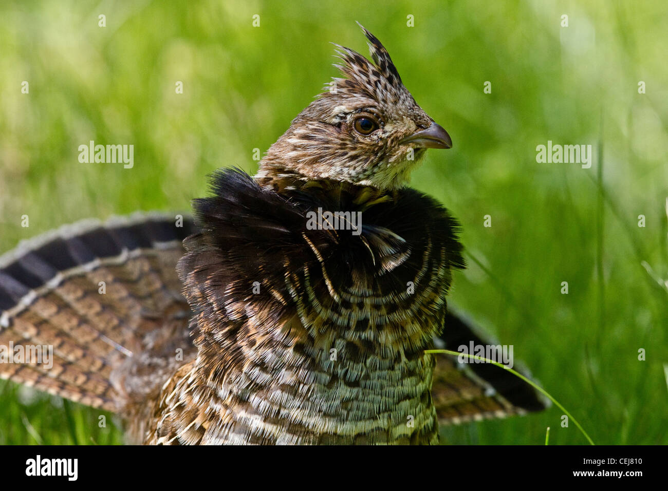 Ruffed Grouse Spring Drumming