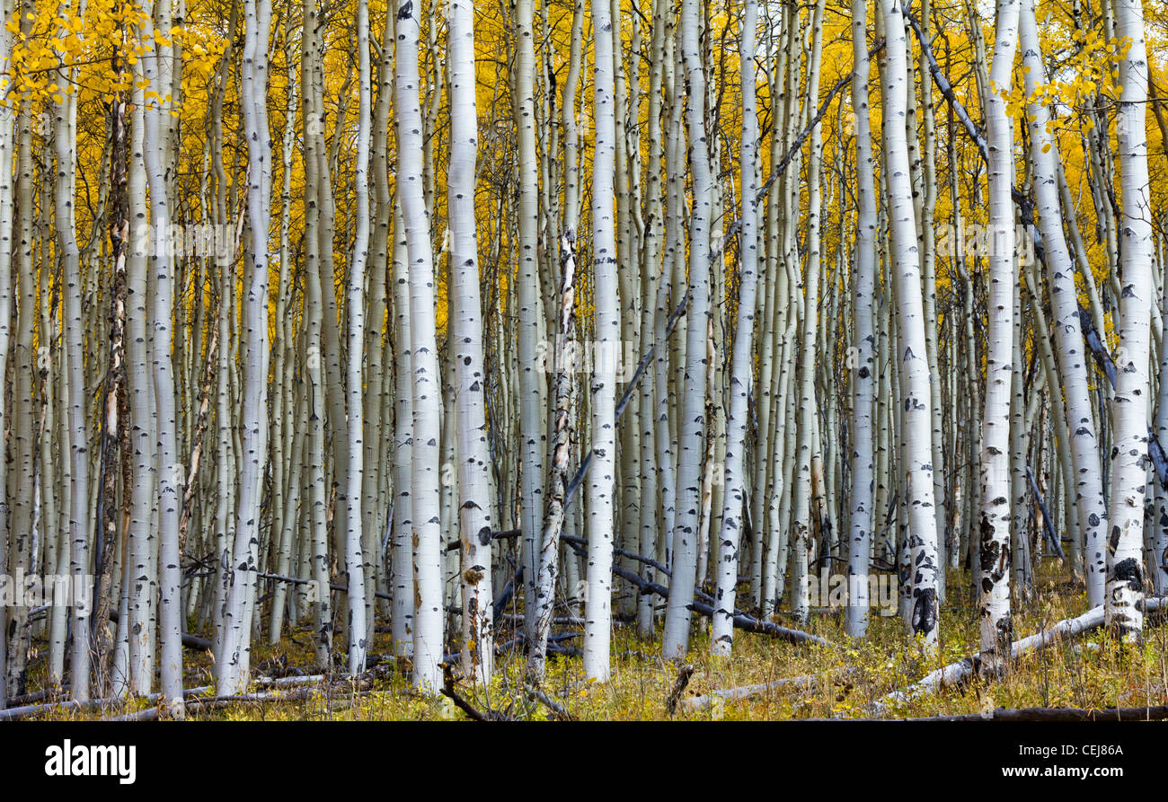 Thick forest of golden aspen trees in Fall, taken along the Continental Divide in the Colorado Rocky Mountains. Stock Photo