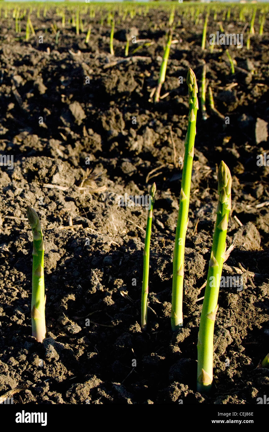 Agriculture Field of harvest ready asparagus spears in the ground