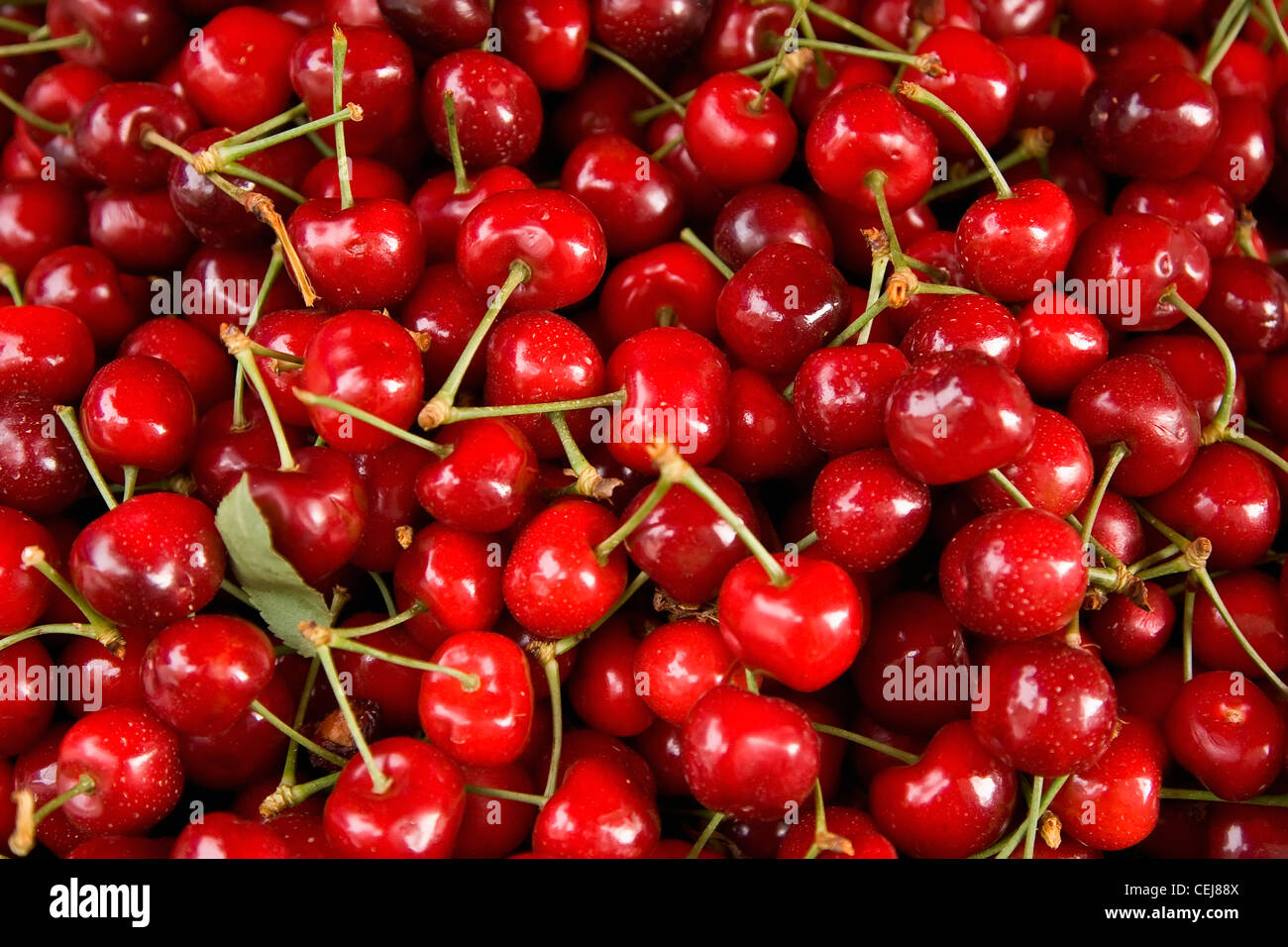 Agriculture - Mature harvested Bing cherries / Stockton, San Joaquin County, California, USA. Stock Photo