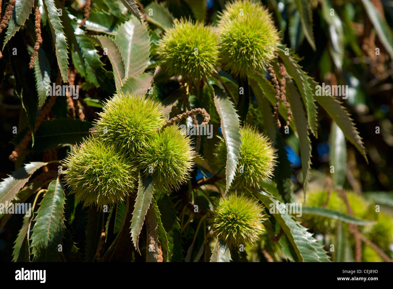 Agriculture - Mid-season chestnuts on the tree / near Linden, San Joaquin County, California, USA. Stock Photo