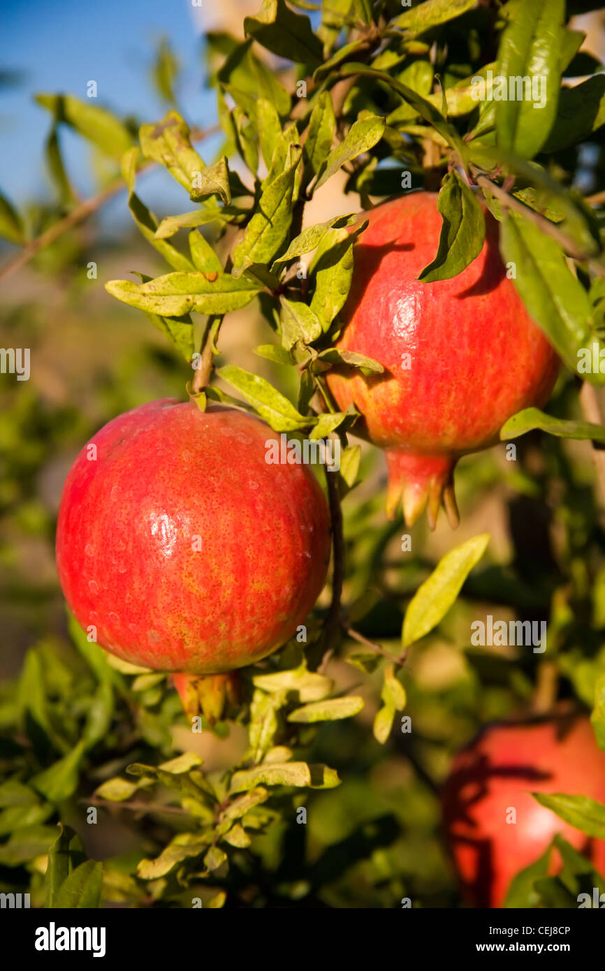 San Joaquin County Agriculture High Resolution Stock Photography and Images Alamy