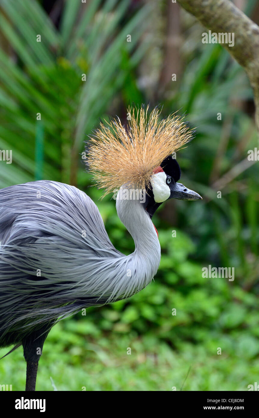 Kasuari bird, crested bird from java, bali and indonesia Stock Photo
