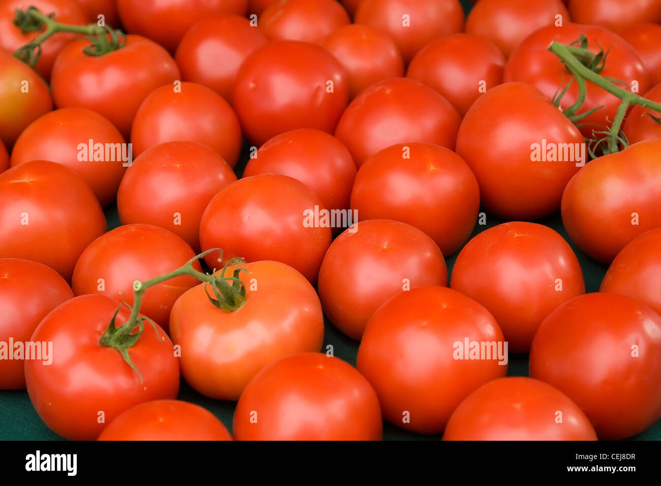 Agriculture - Vine ripened fresh market tomatoes / Stockton, San Joaquin County, California, USA. Stock Photo