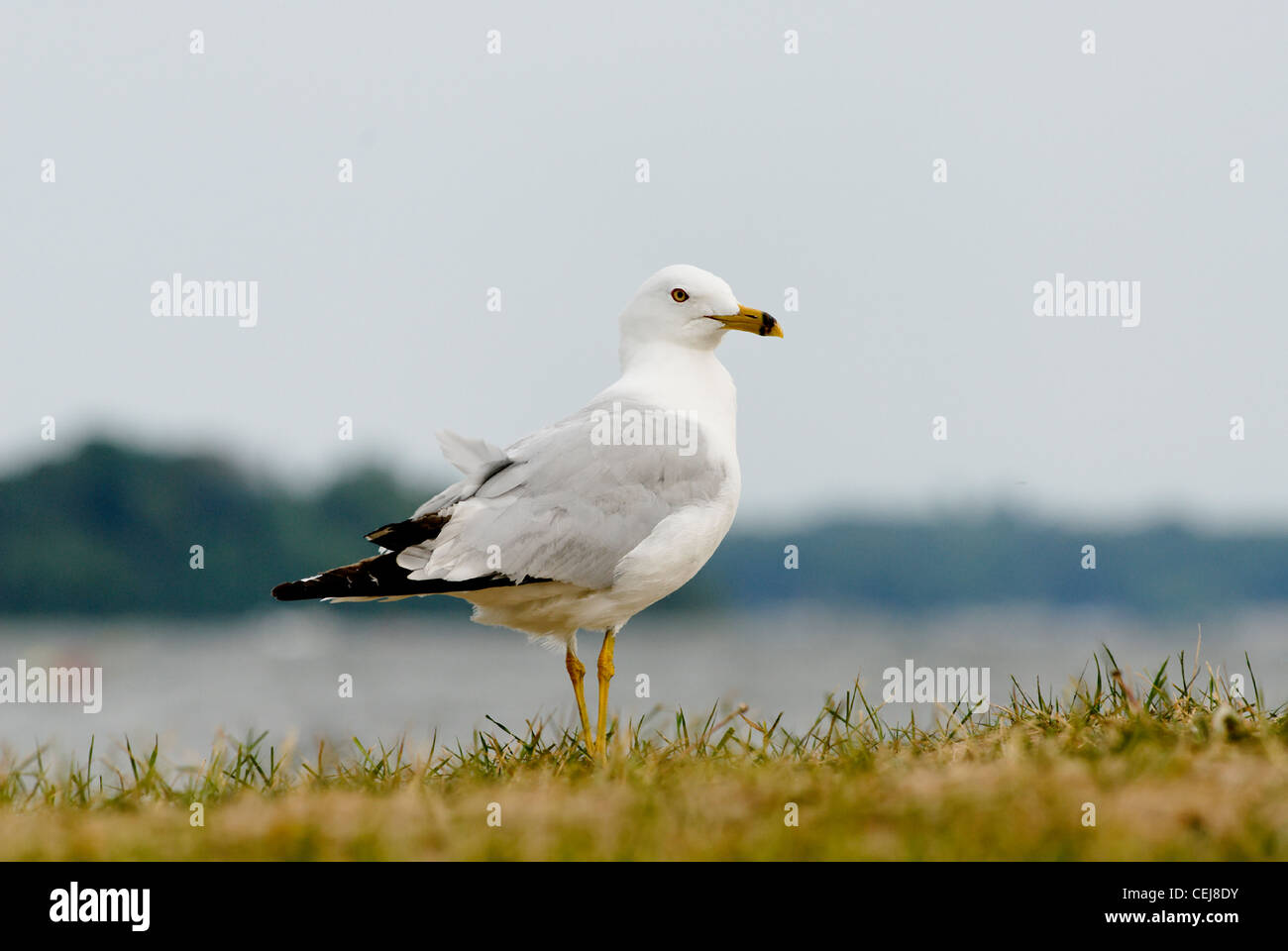 Common Gull on the shoreline of White Bear Lake, MN USA Stock Photo
