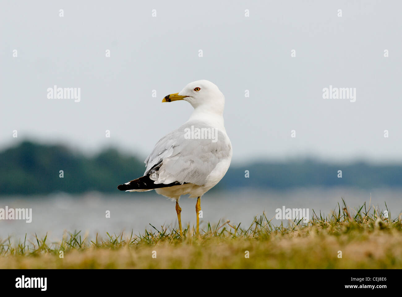 Common Gull on the shoreline of White Bear Lake, MN USA Stock Photo