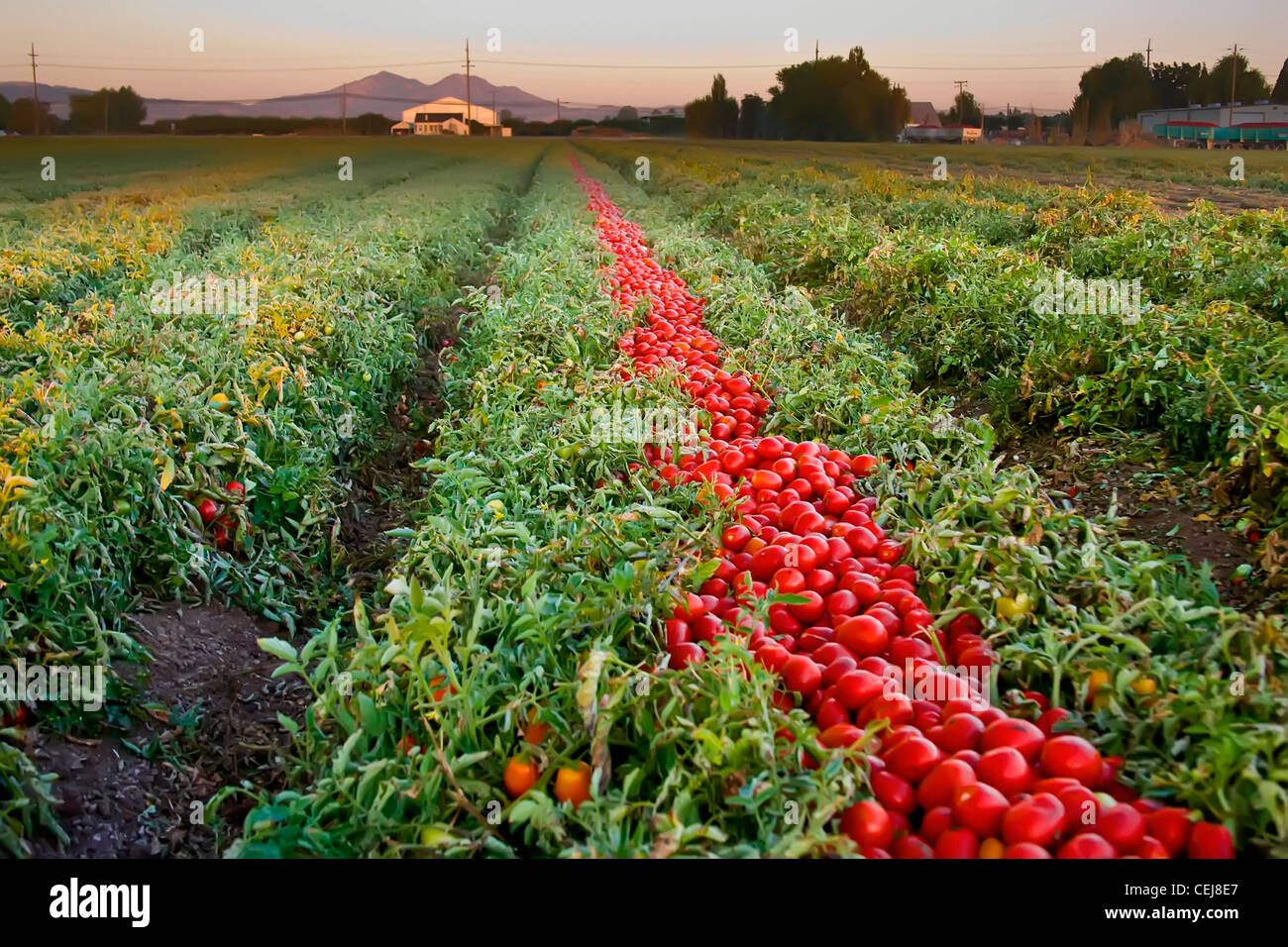 Tomato field hires stock photography and images Alamy