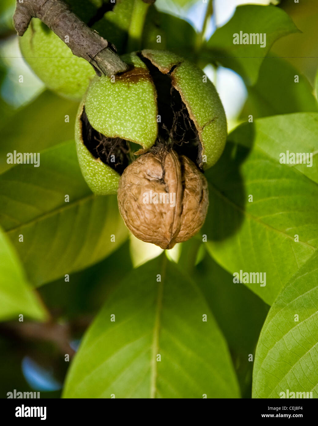 Mature growth walnuts hires stock photography and images Alamy