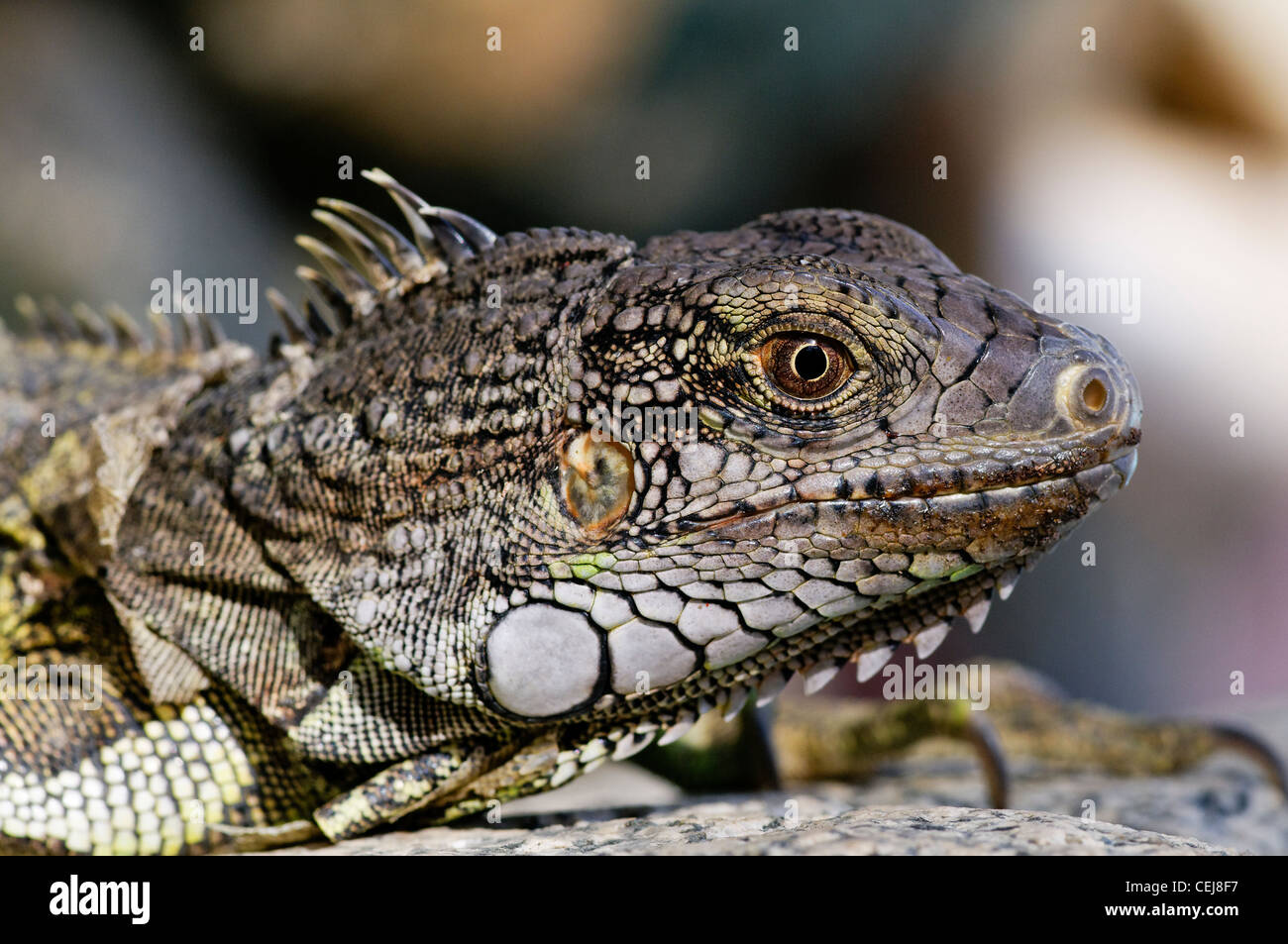 Skinks are the most diverse group of lizards in Aruba Stock Photo - Alamy
