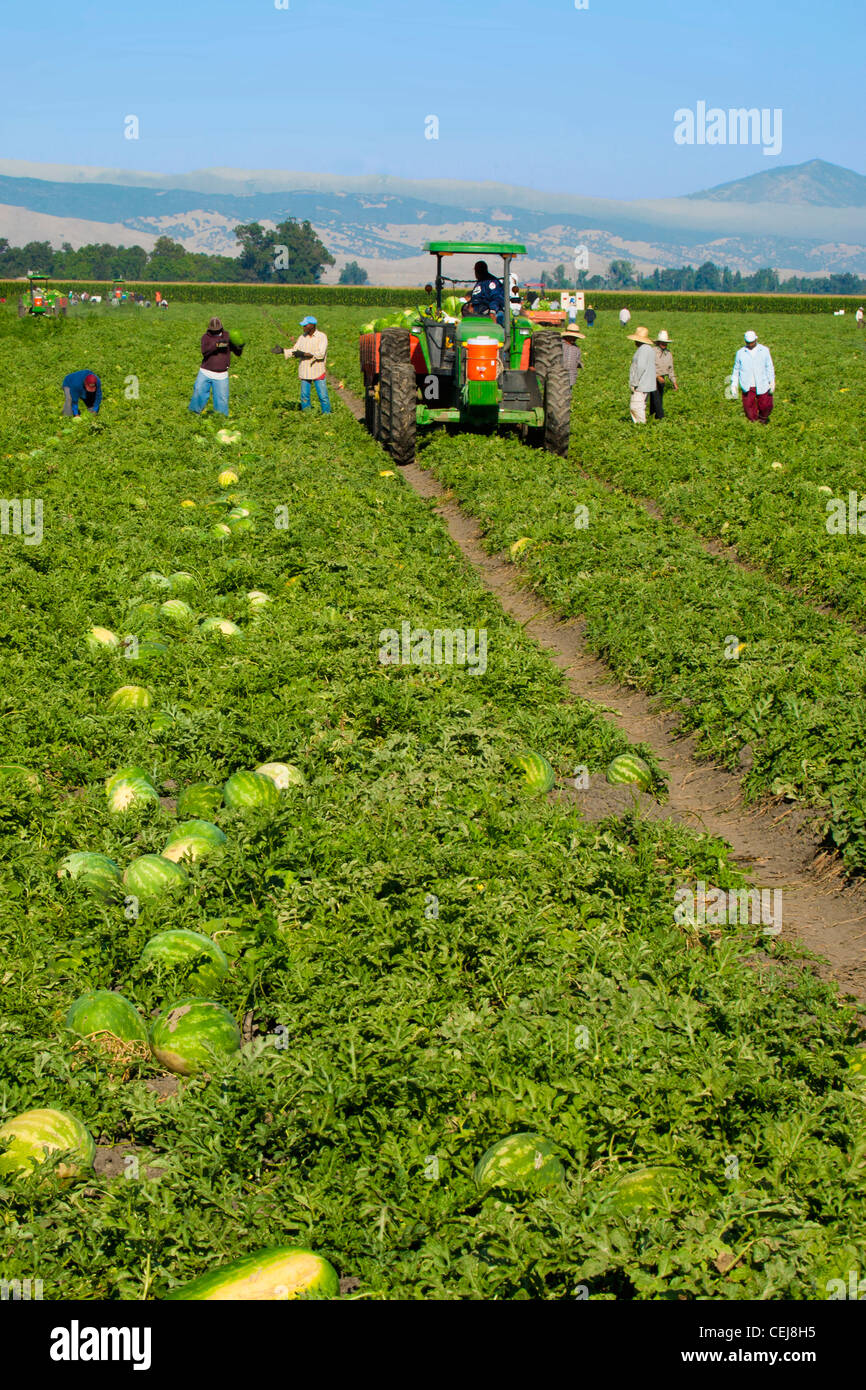 Watermelons agriculture hires stock photography and images Alamy