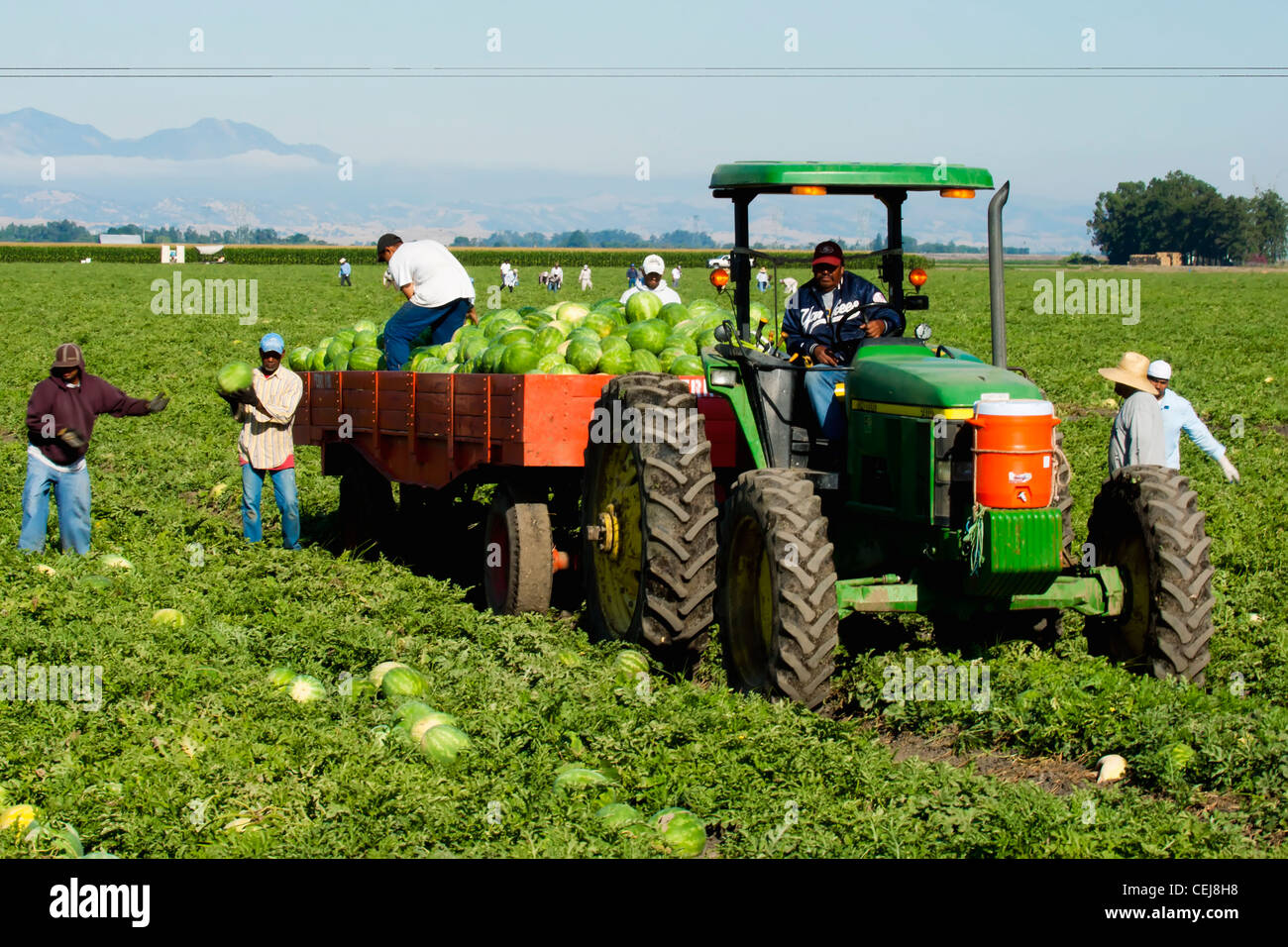 Agriculture - Field workers harvest watermelons and load ...
