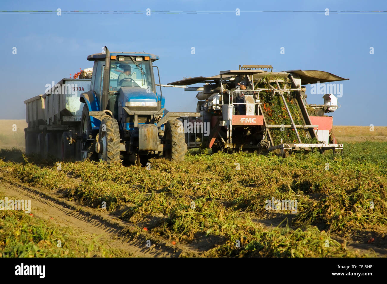 Agriculture A mechanical tomato harvester harvests processing